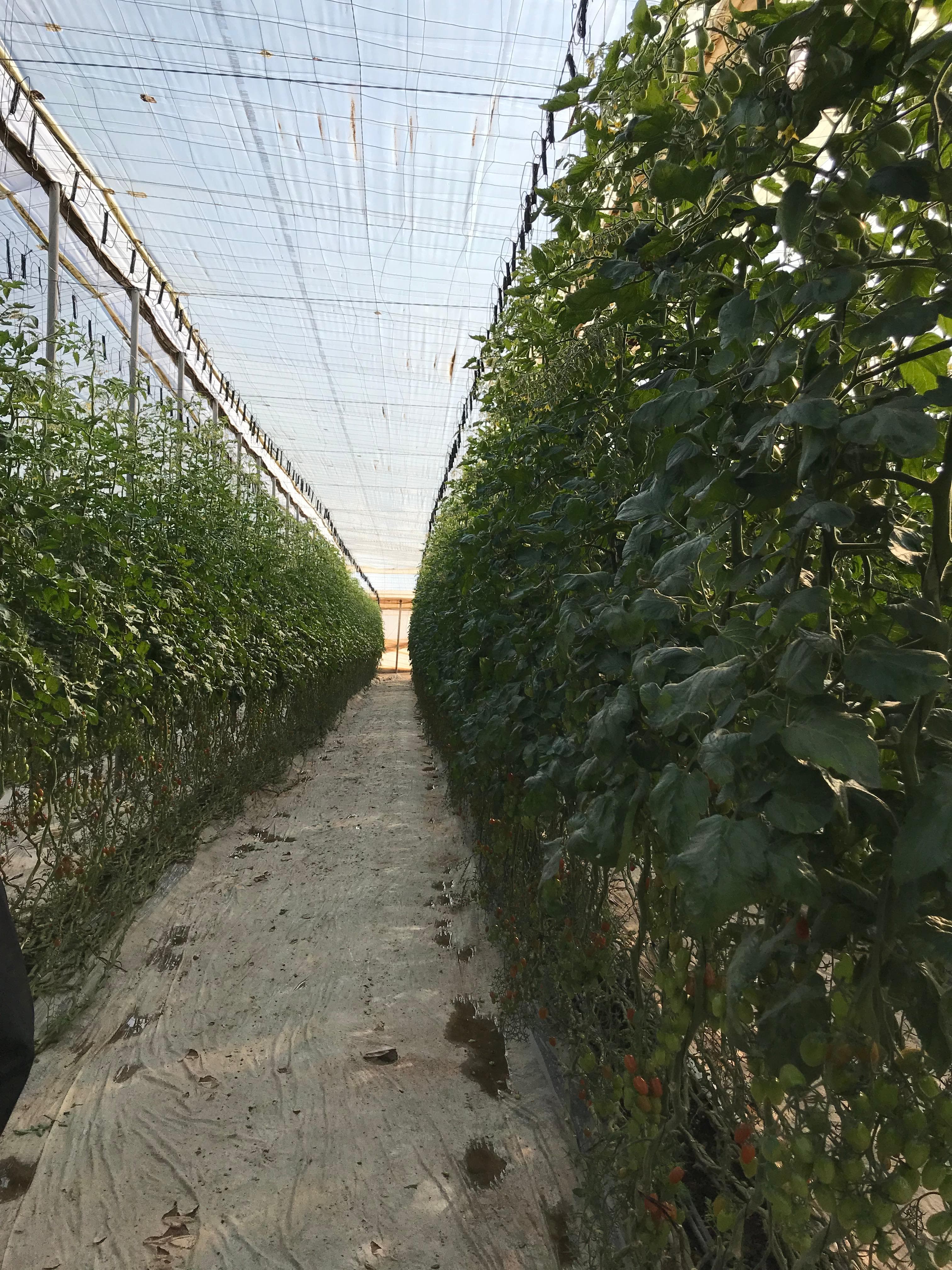 Our farms — Souss-Massa