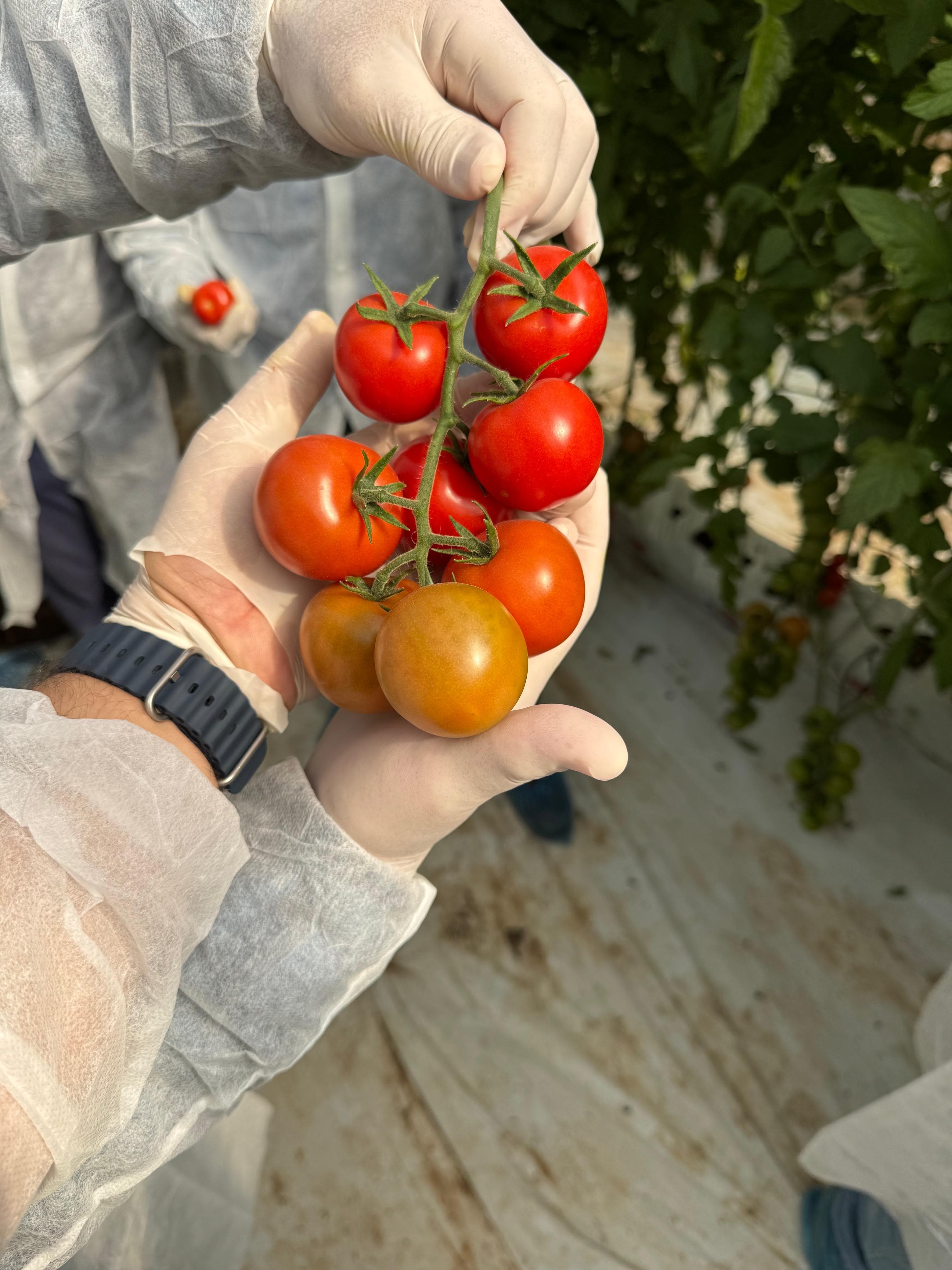 Our farms — Souss-Massa