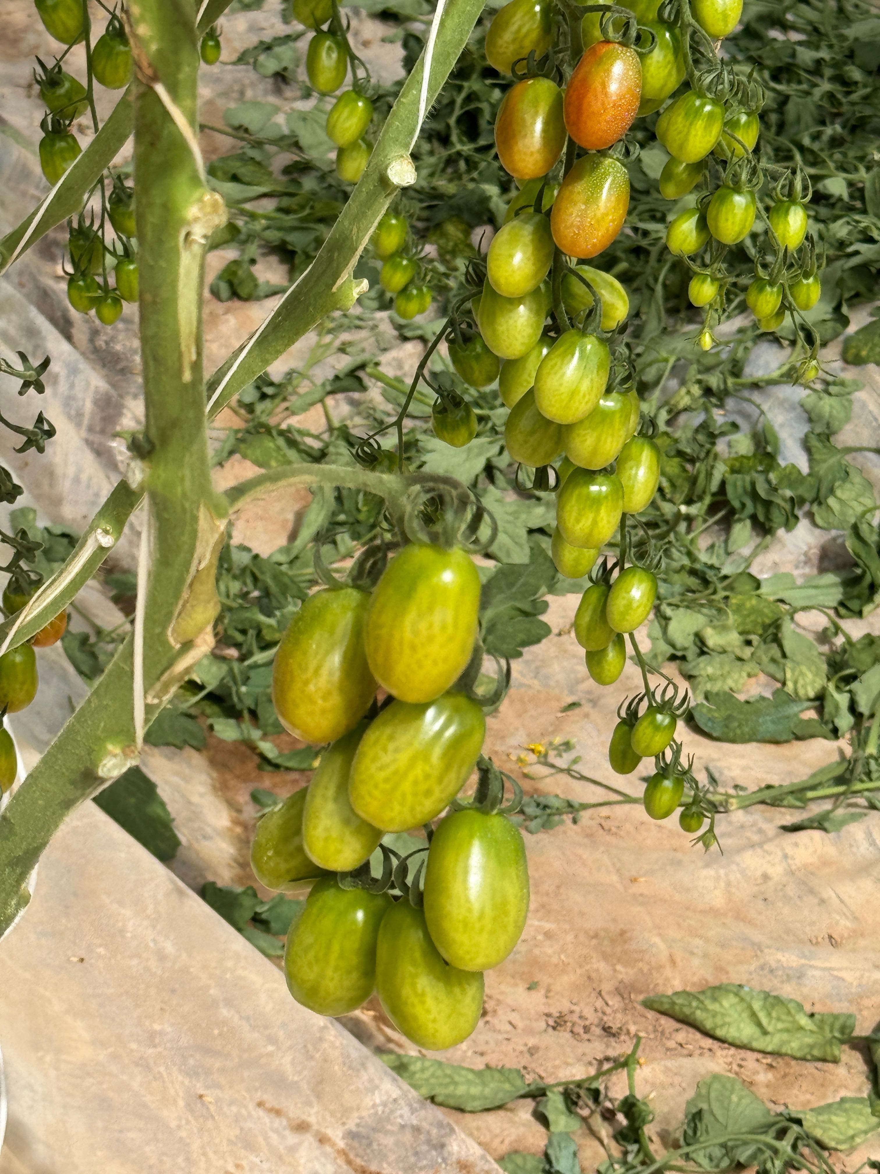 Our farms — Souss-Massa